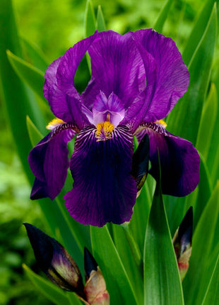 Tysk iris-Iris Germanica Joanna 1-pakning