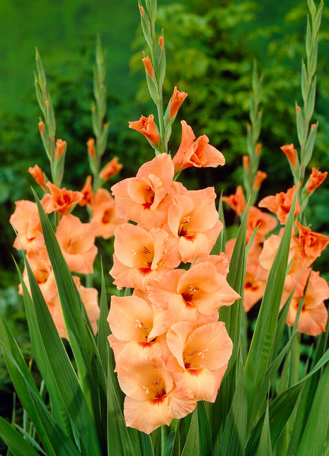 Gladiolus Peter Pears 10-pakning