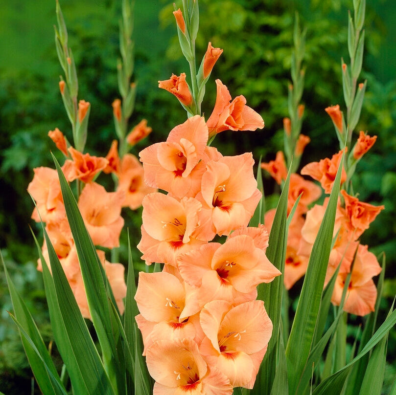 Gladiolus Peter Pears 10-pakning