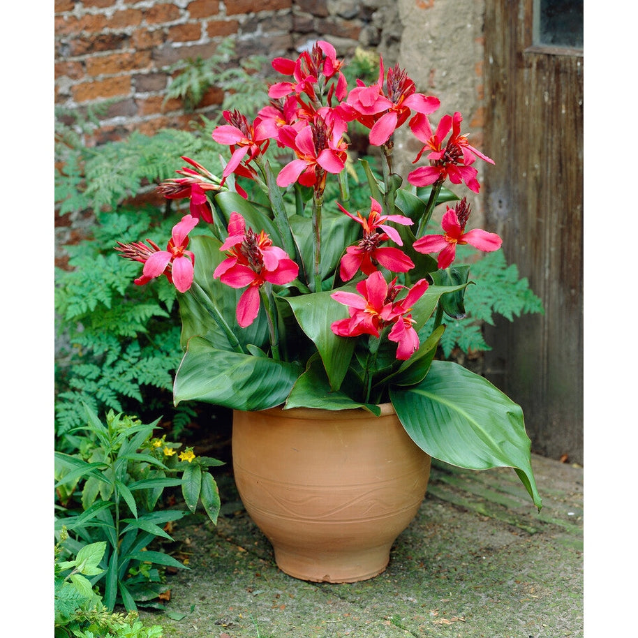 Canna Pink 1-pakning