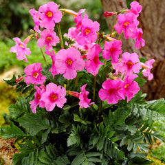 Incarvillea Rosa 1-pakning