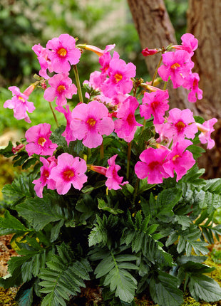 Incarvillea Rosa 1-pakning