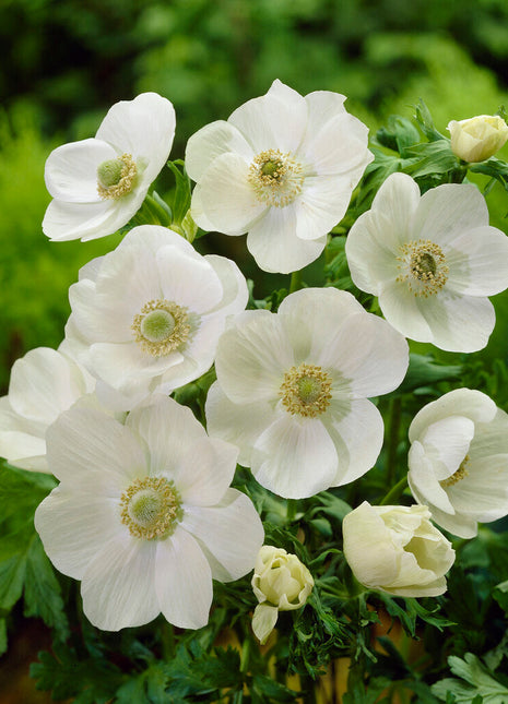 Bukett Anemone-Anemone Coronaria Coronaria Bride 15-pak