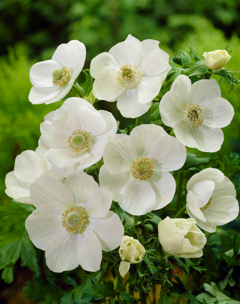 Bukett Anemone-Anemone Coronaria Coronaria Bride 15-pak