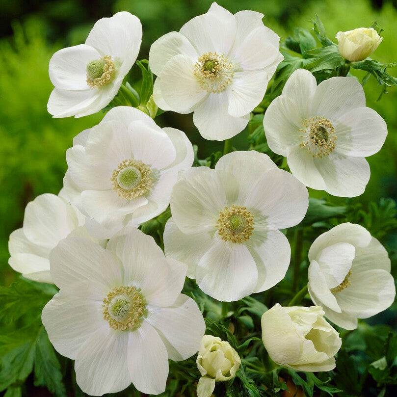 Bukettanemon-Anemone Coronaria Coronaria Bride 15-pakning