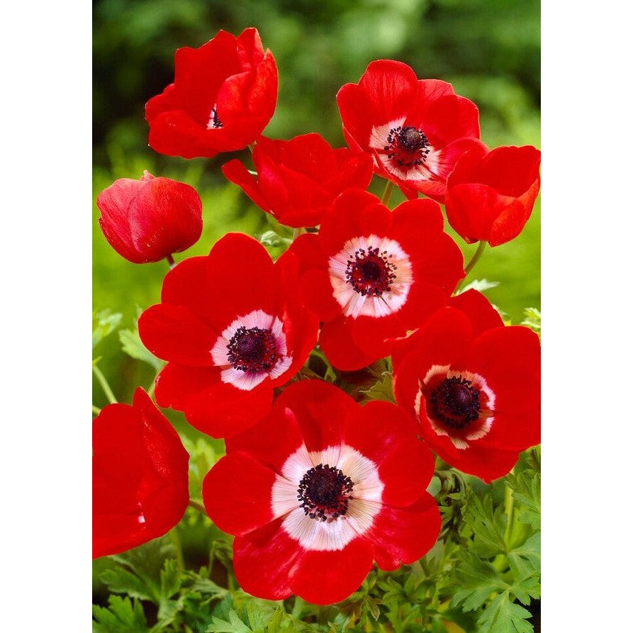 Bukettanemone - Anemone coronaria 'Hollandia' 20-pakning