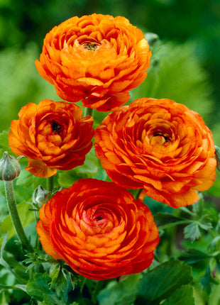 Bukett ranunculus-Ranunculus Orange 10-pakning