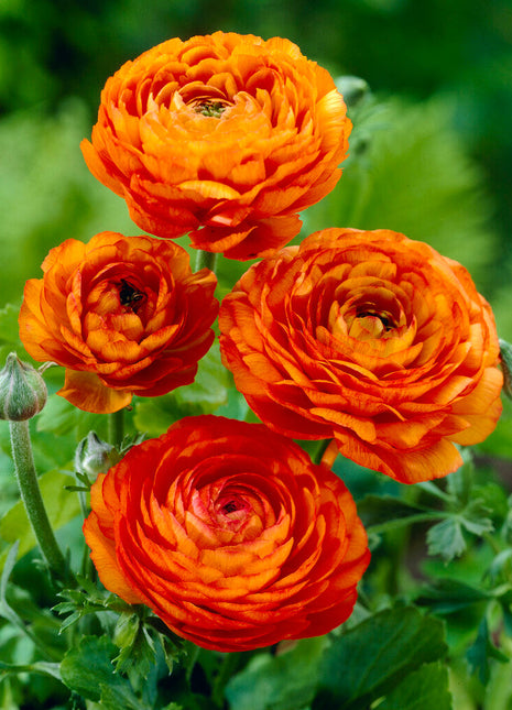 Bukett ranunculus-Ranunculus Orange 10-pakning