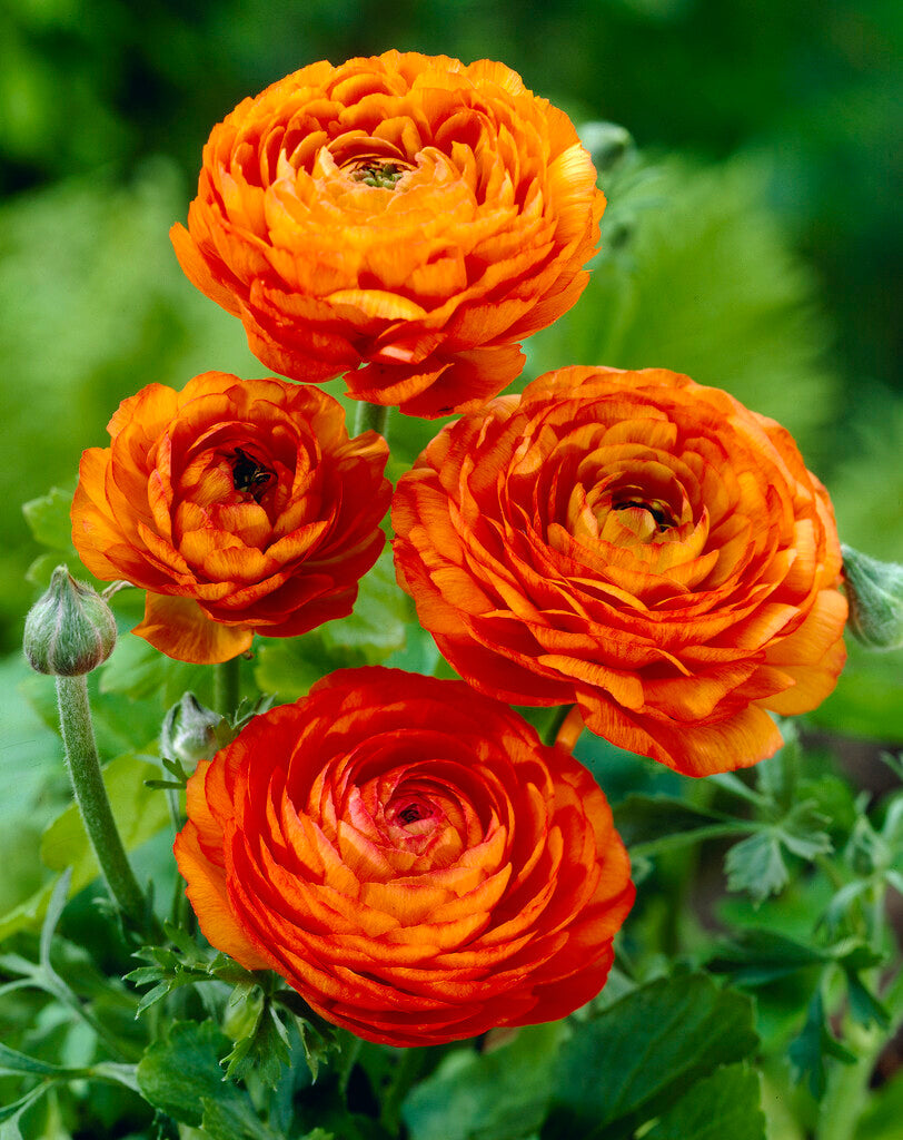 Bukett ranunculus-Ranunculus Orange 10-pakning