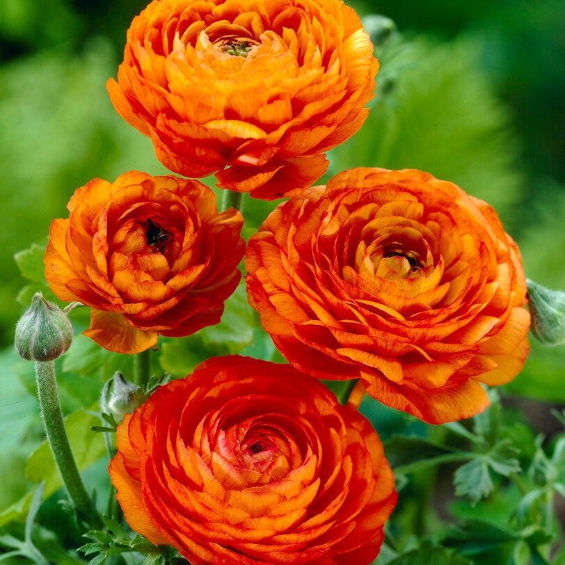 Bukettranunkel-Ranunculus Oransje 10-pakning