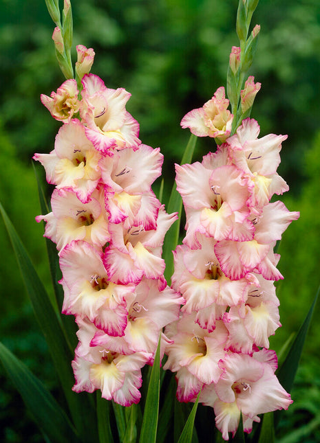 Gladiolus Priscilla 10-pakning