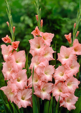 Gladiolus Rose Supreme 10-pakning