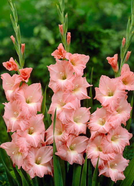 Gladiolus Rose Supreme 10-pakning