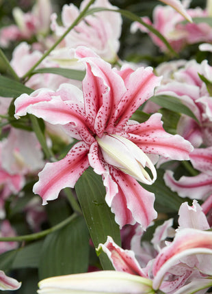 Lily-Lilium Magic Star 1-pakning