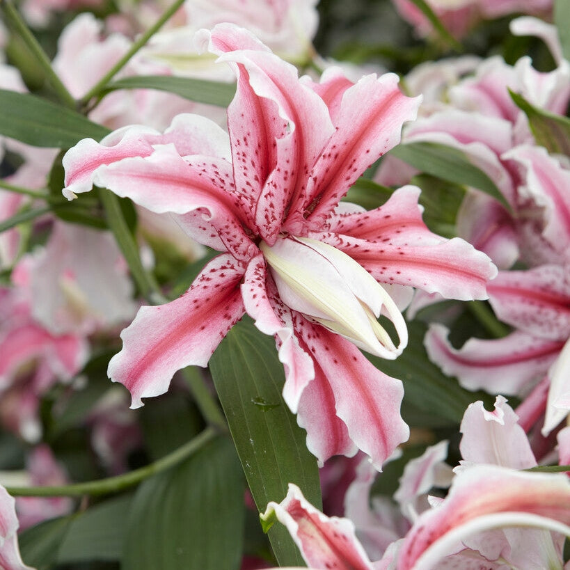 Lilje-Lilium Magic Star 1-pakning