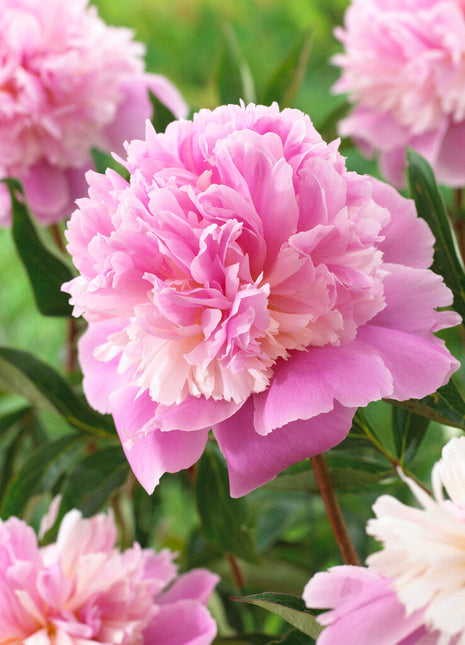 Peon-Paeonia Sorbet 1-pakning