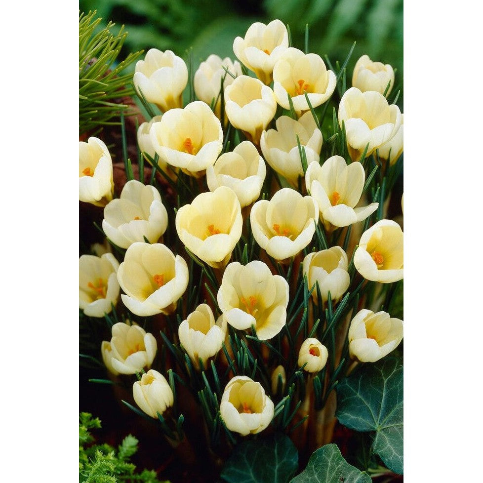 Begerkrokus - Crocus Chrysanthus 'Cream Beauty' 20-pakning