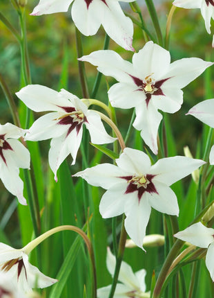 Gladiolus Callianthus Murielae 10-pakning