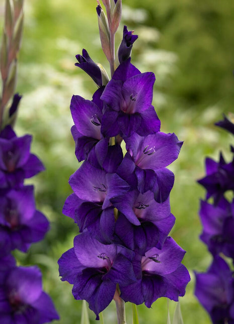 Gladiolus Purple Flora 10-pakning