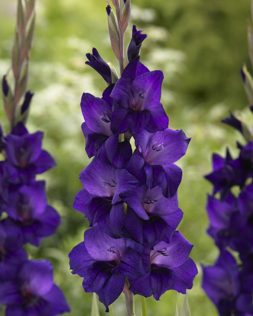 Gladiolus Purple Flora 10-pakning