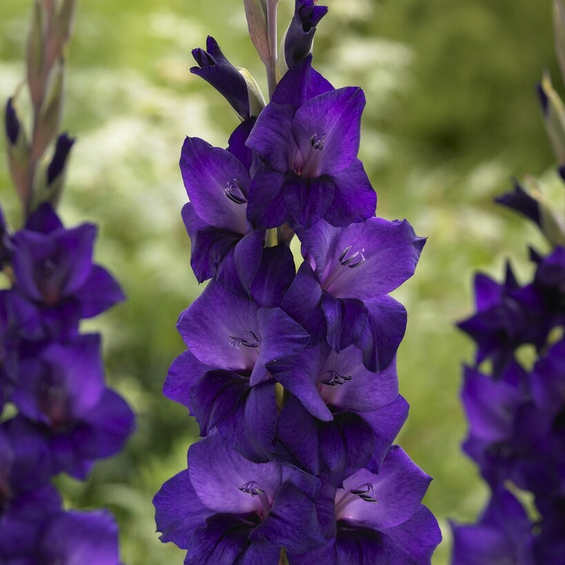 Gladiolus Purple Flora 10-pakning