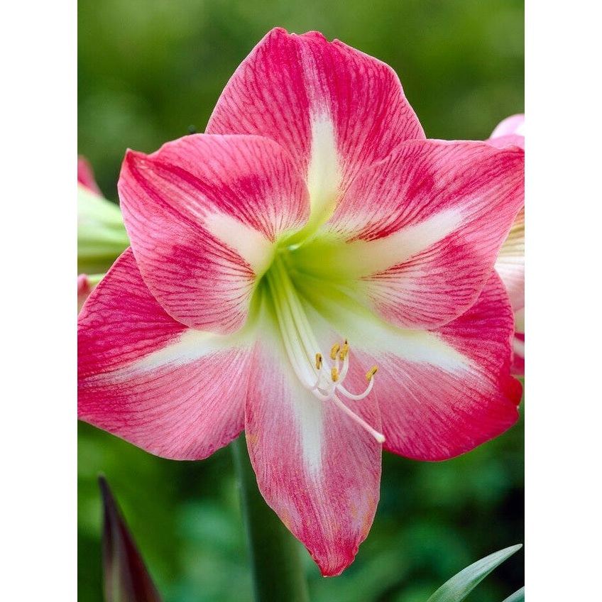 Amaryllis-Hippeastrum 'Exposure' 1-pakning