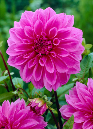 Dahlia Dekorativ Lilac Time 1-pack