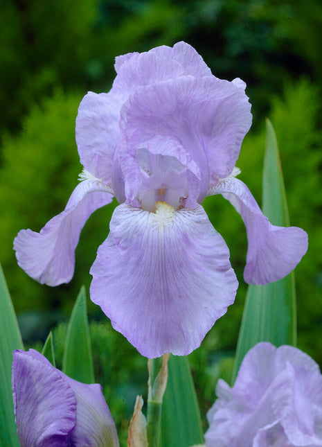 Tysk iris-Iris Germanica Jane Philips 1-pakning