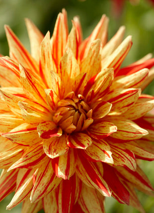 Dahlia Cactus Striped Vulcan 1-pakning NYHET