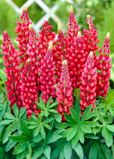 Lupin-Lupinus Rød 1-pakning