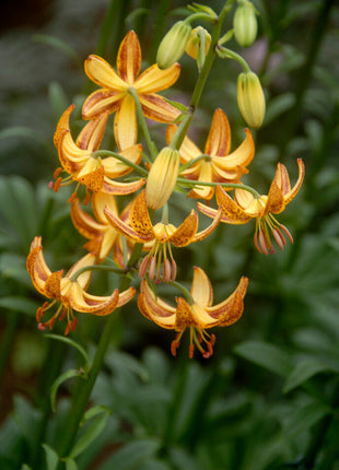 Krollija-Lilium Martagon Sunny Morning 1-pakning NYHET