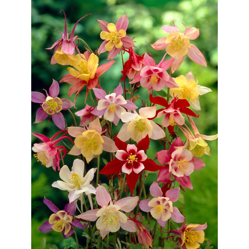 Akleja-Aquilegia Mixed 3-pakning