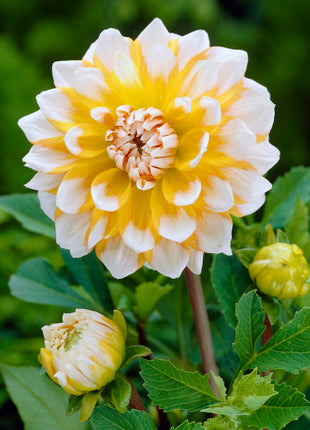 Dahlia Dekorativ Seattle 1-pack