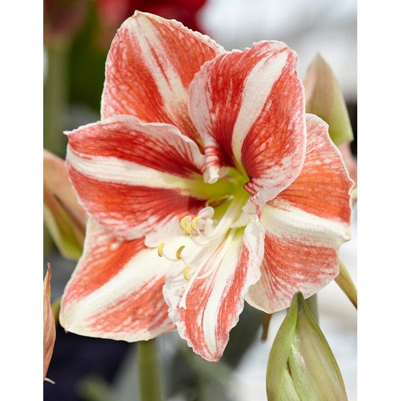 Amaryllis-Hippeastrum 'Clown' 1-pakning