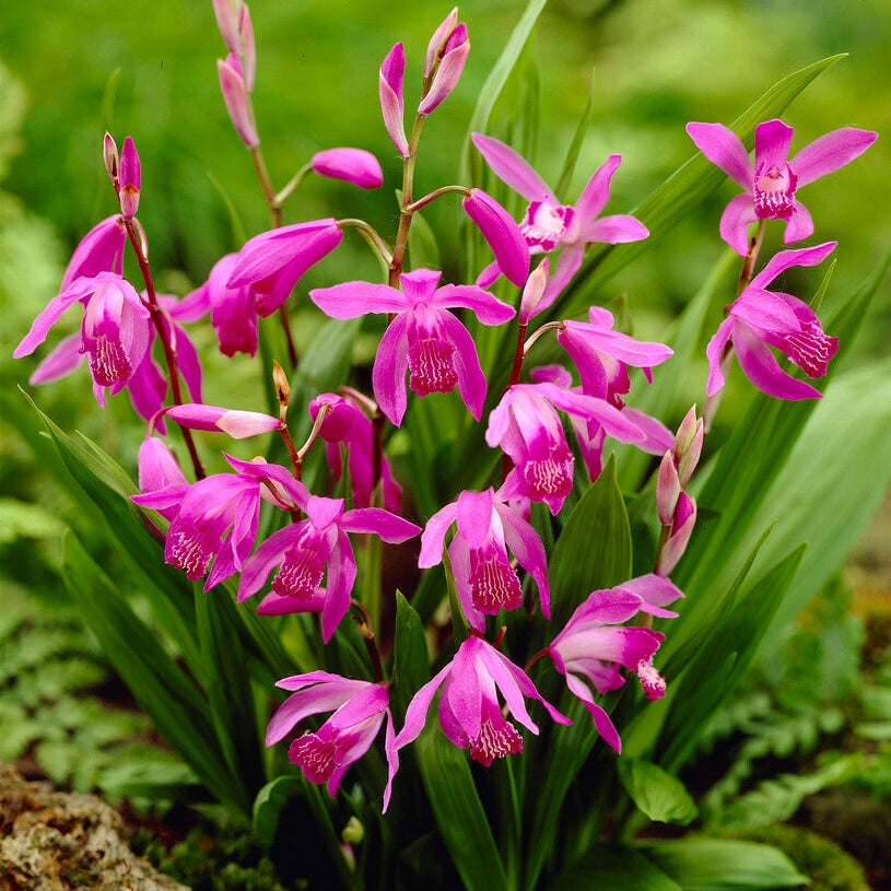 Bletilla Pink 1 -pakke
