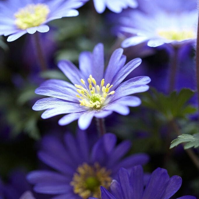 Balkansymre - Anemone blanda 'Blue Shades' 20-pakning