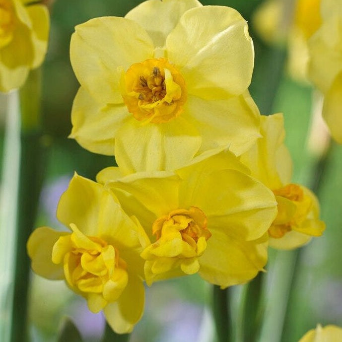 Narcissus Yellow Cheerfulness 5-pakning