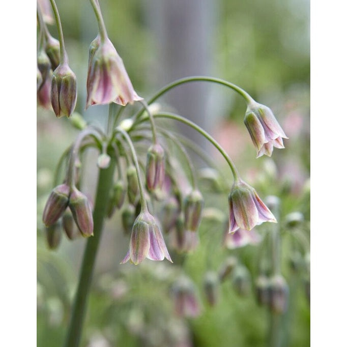 Honningløk-Nectaroscordum Siculum 7-pakning