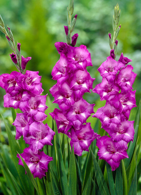 Gladiolus Blue Isle 10-pakning