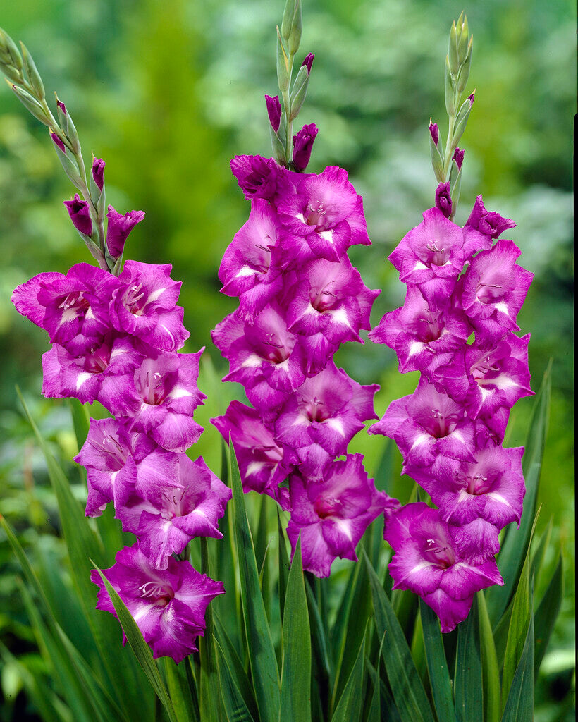 Gladiolus Blue Isle 10-pakning