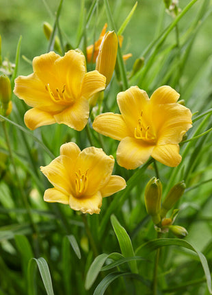 Daglilje-Hemerocallis Stella d'Or 1-pakning