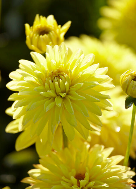 Dahlia Border Melody Latin 1-pakning