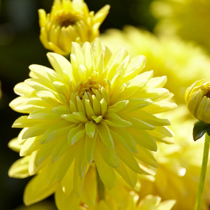 Dahlia Border Melody Latin 1-pakke
