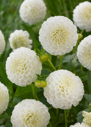 Dahlia Pompon Snow flake 1-pakning NYHET - (Erstatter White Aster)