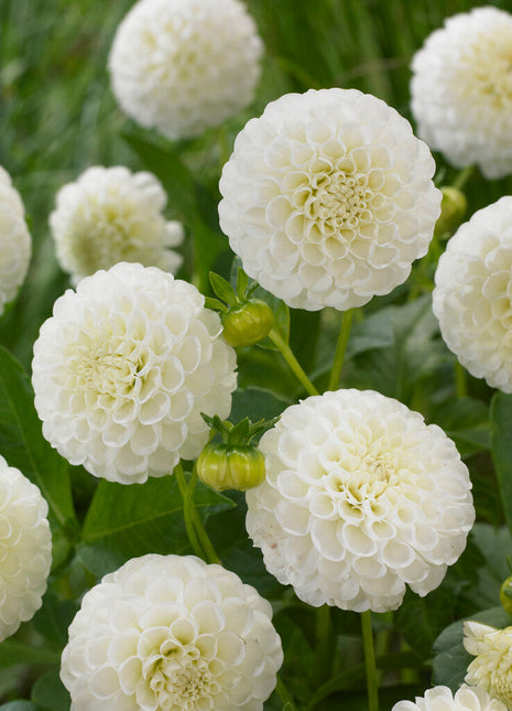 Dahlia Pompon Snow flake 1-pakning NYHET - (Erstatter White Aster)