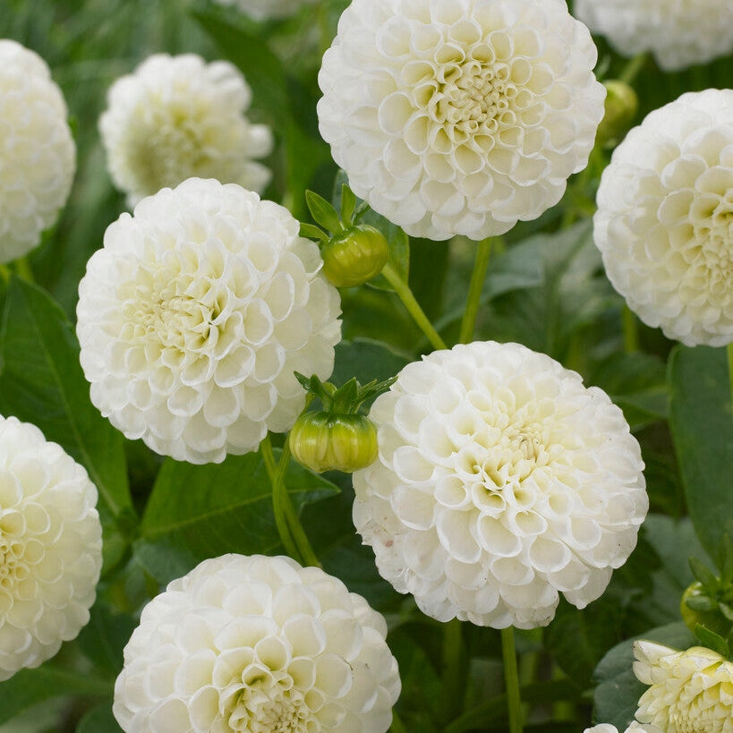 Dahlia Pompon Snow flake 1-pack NYHET - (Erstatter White Aster)