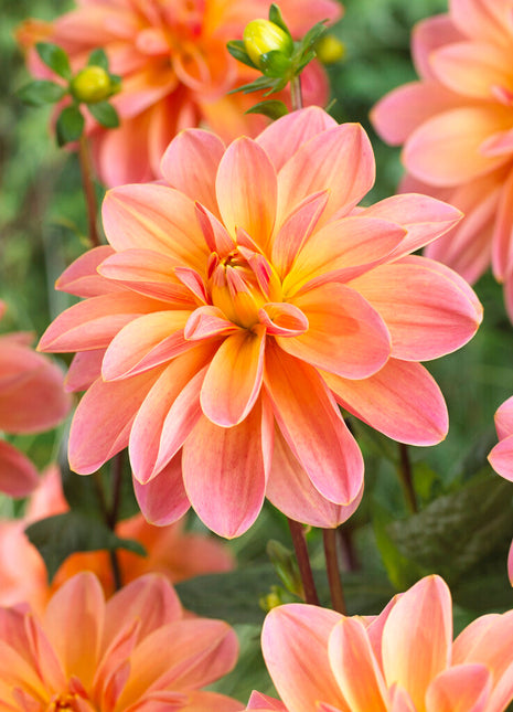 Dahlia Dekorativ Mister Fringe 1-pakning NYHET