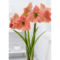 Amaryllis-Hippeastrum 'Terra Cotta Star' 1-pakning