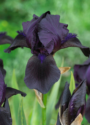 Tysk iris-Iris Germanica Sort 1-pakning