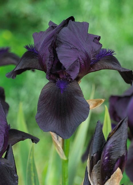 Tysk iris-Iris Germanica Sort 1-pakning